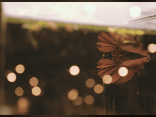 Soirée courts-métrages #4 | CitéSHORTS 2026